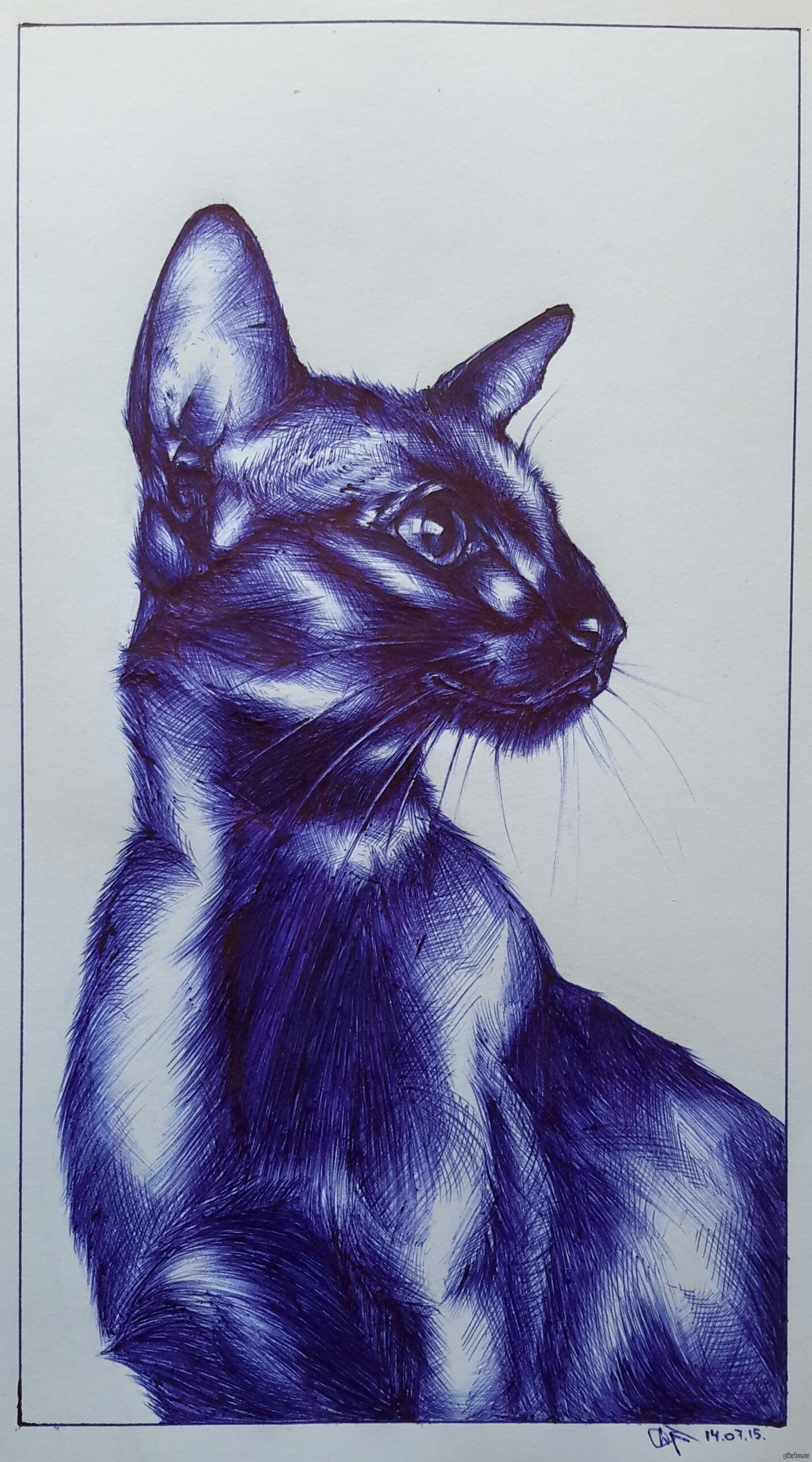 Кошка Ориентал рисунок