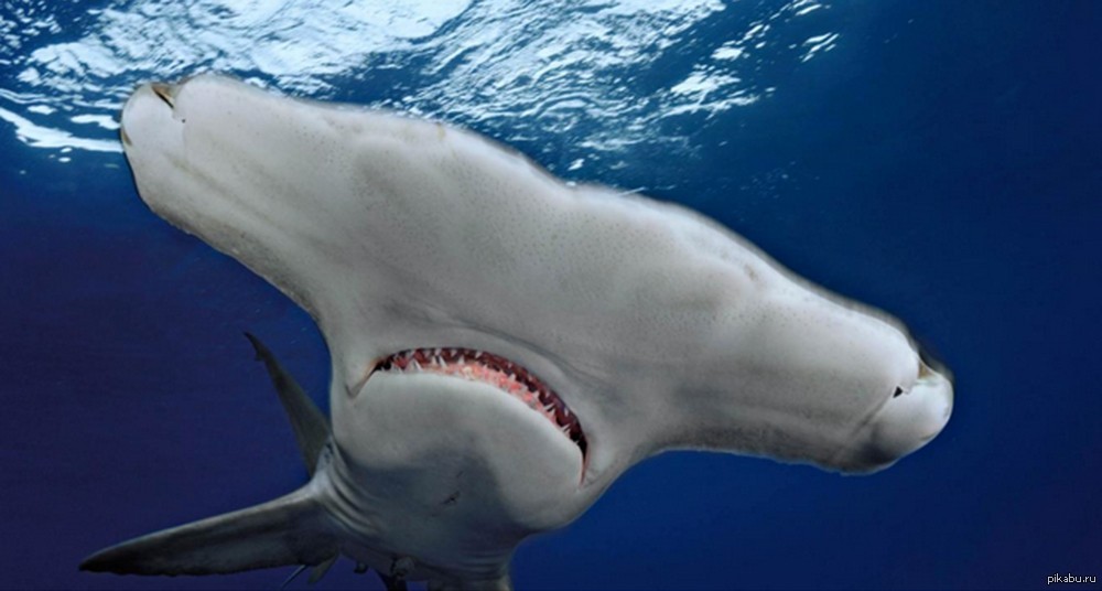 Страшная акула в мире. Баскинг Шарк. Большая белая акула. Самые опасные хищники в океане.
