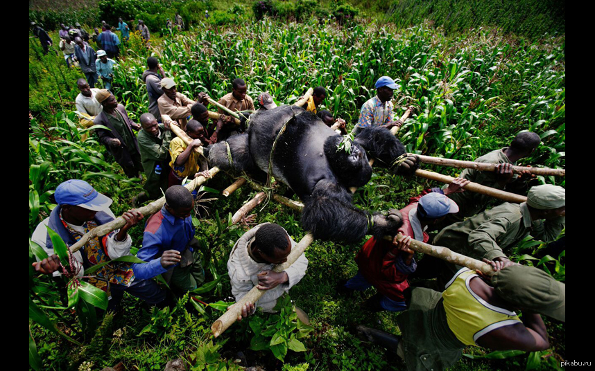 Будни Южной Африки | Пикабу