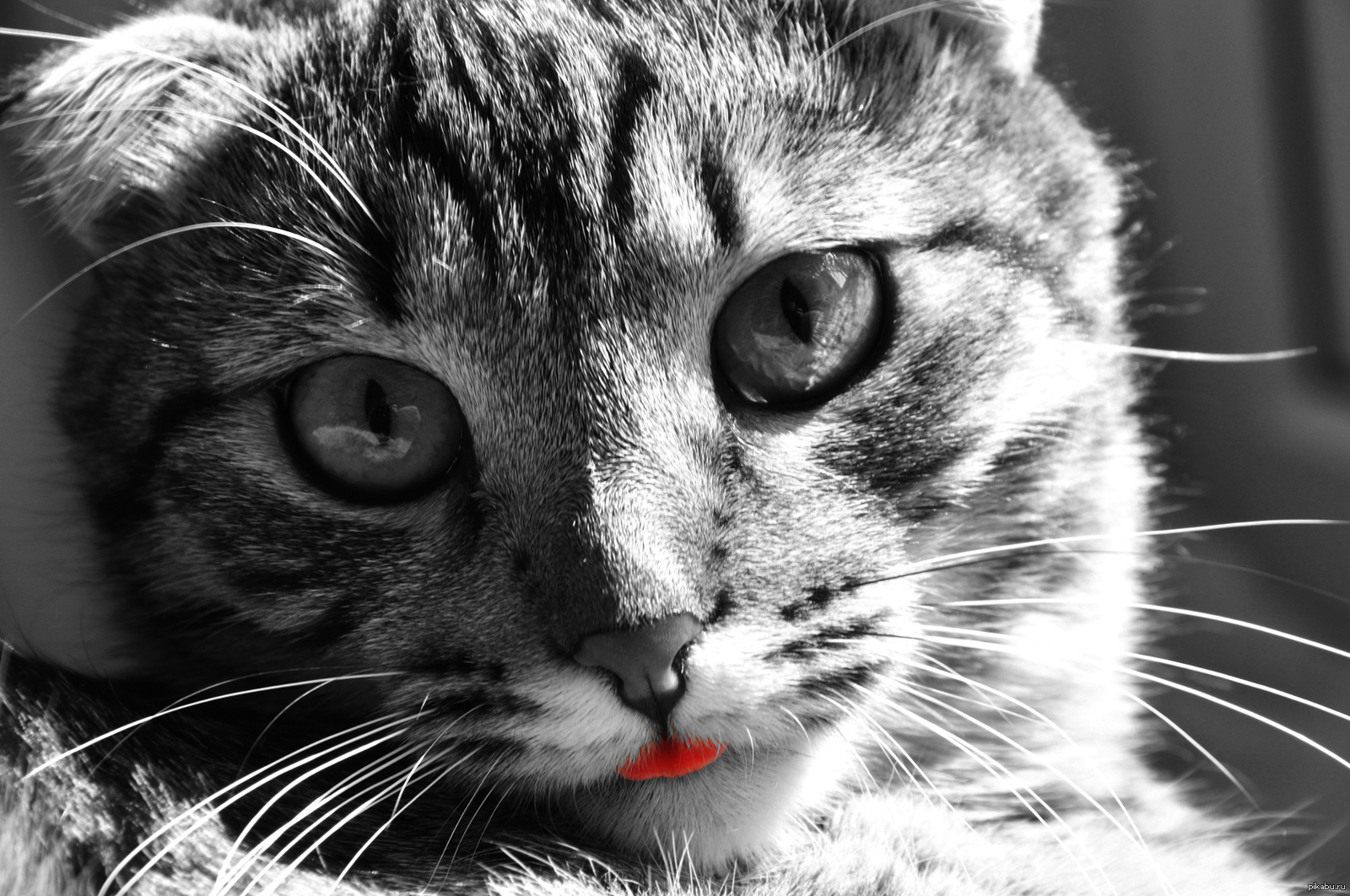 Котопортрет | Пикабу