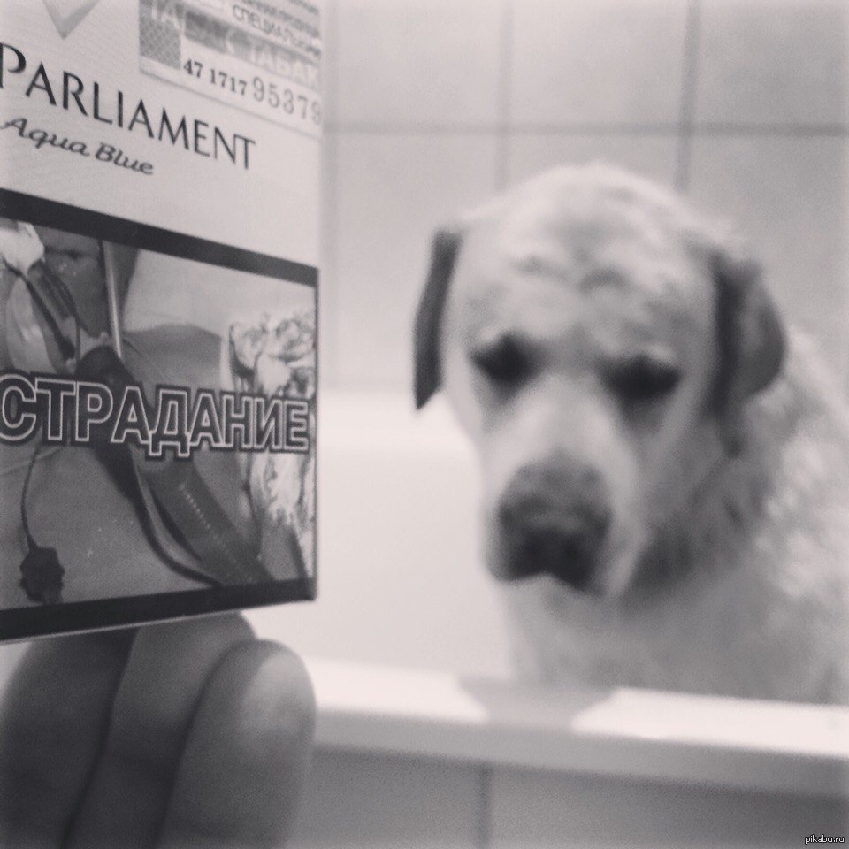 Это мой пёс, его зовут Шеридан и больше всего в этом мире он не любит ...