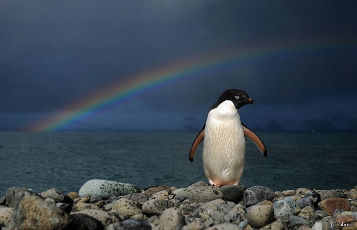 Rainbow | Пикабу