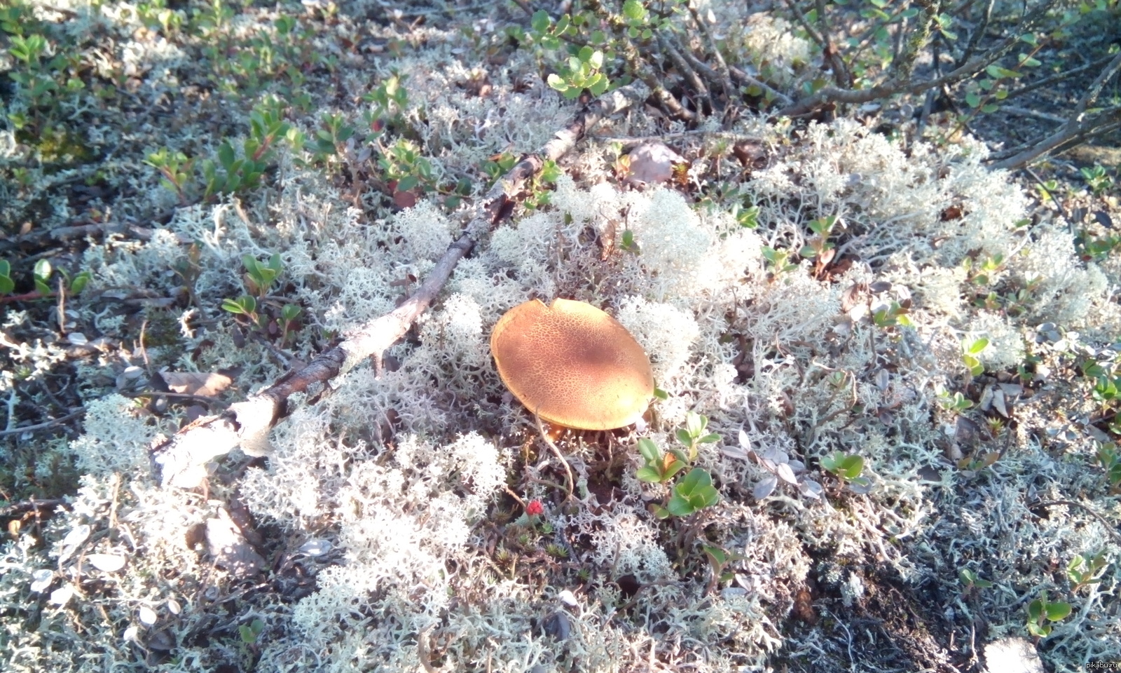 Грибы янао фото. Грибы янао съедобные. Съедобные грибы республики коми. Грибы в тундре. Съедобные грибы республики коми.