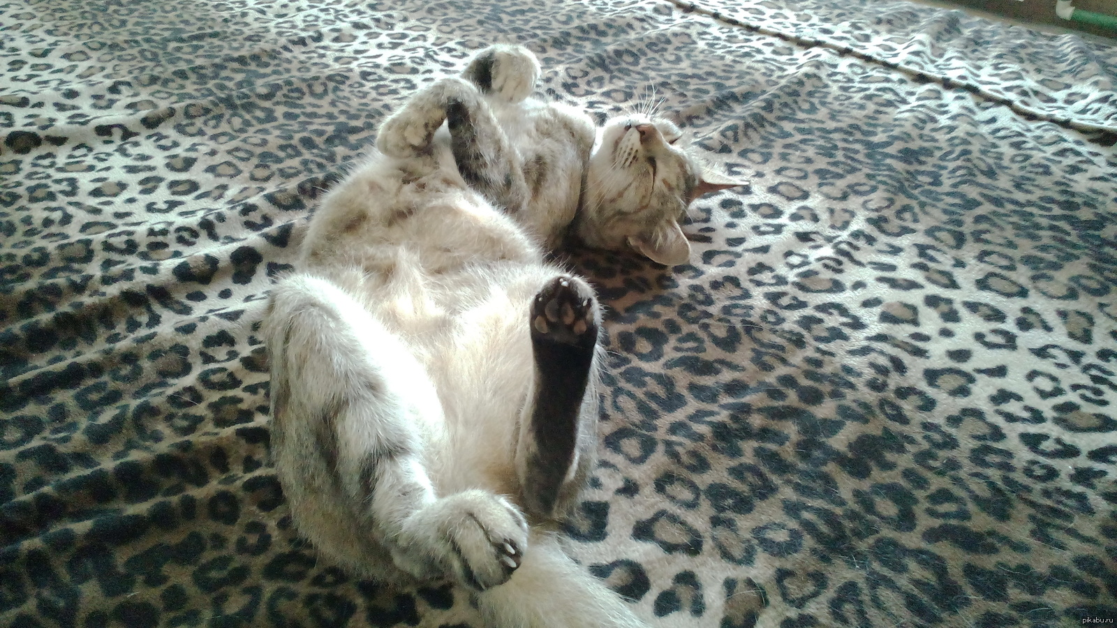 She sleeps like that, she's so comfortable)) - My, cat, Sleeping cats, Dream, Cute from the cat