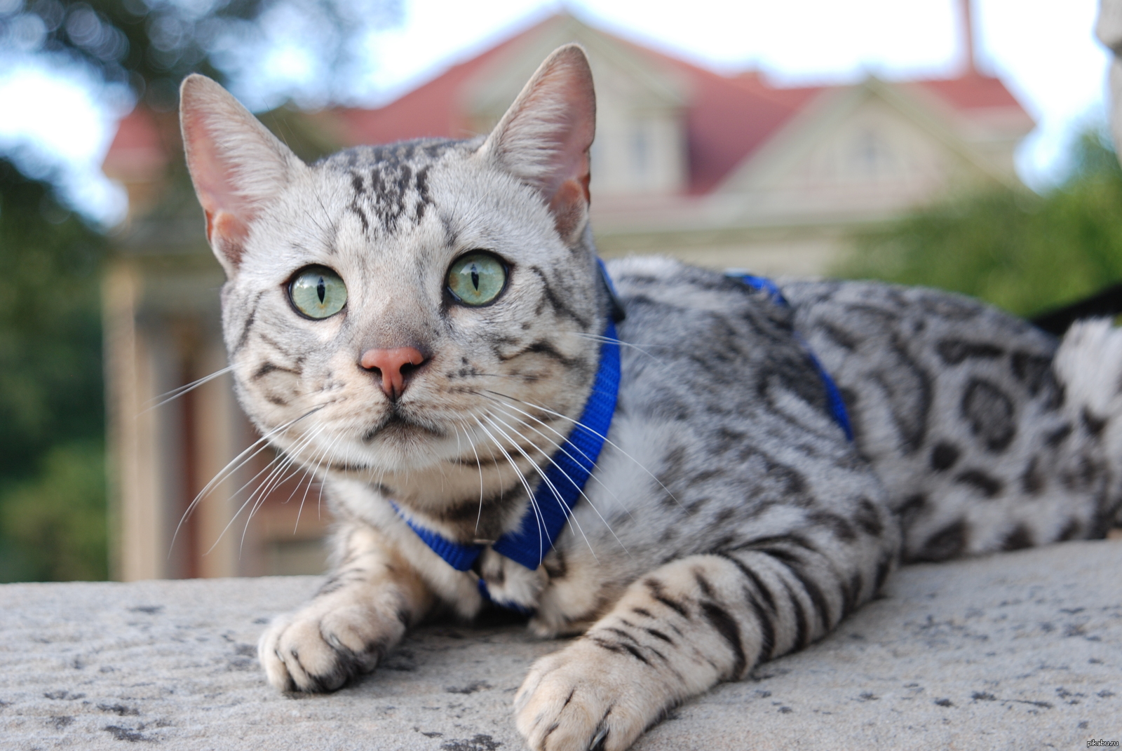 Серебристые породы кошек. Бенгал кошка. Бенгальский кот серый. Бенгальская кошка голубая. Голубой бенгал кошка.