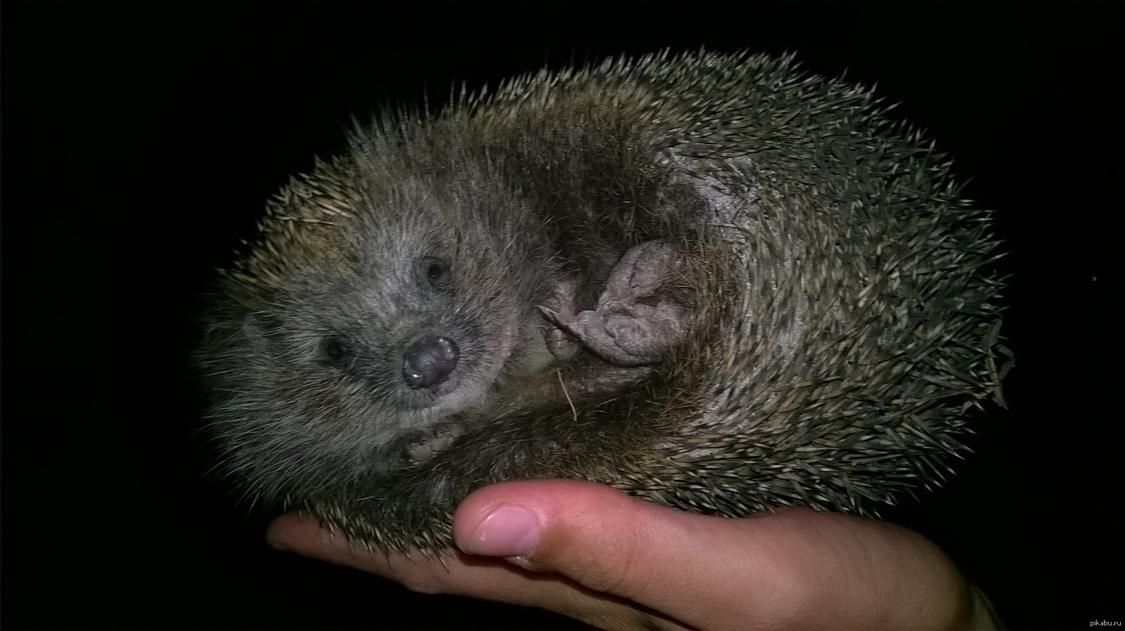 смешной ежик. римский одомашненный еж. ежик карандашом. ежик простой. простой ежик.