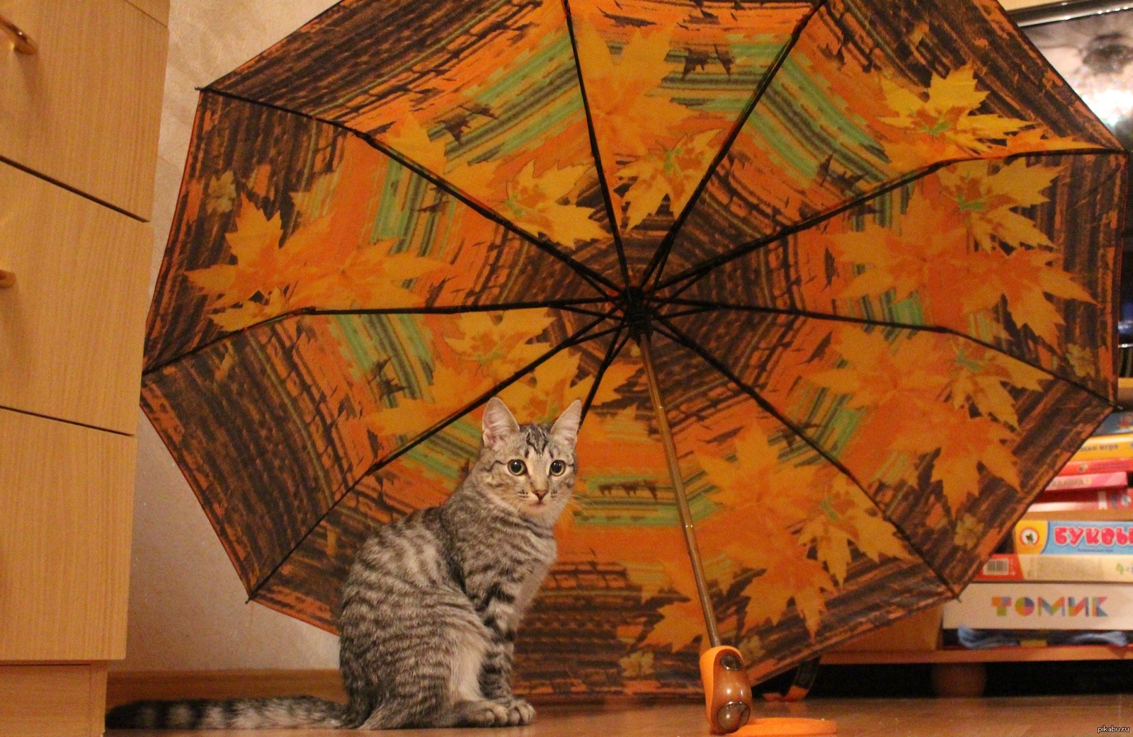 Кот зонтик