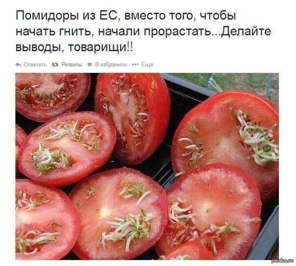 Почему не растут помидоры. Смешной помидор. Генномодифицированный помидор. ГМО помидоры. Помидоры с проросшими семенами внутри.