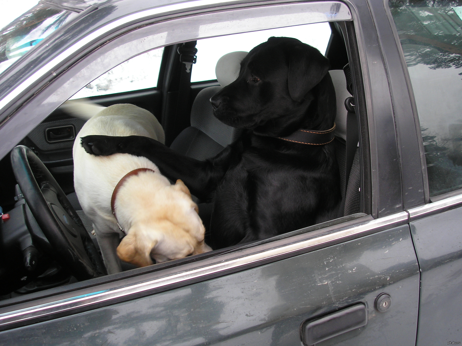 Черная собака в авто