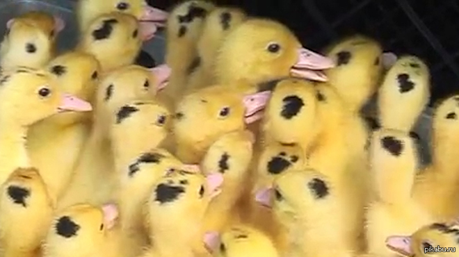 Россельхознадзор сжег 50 украинских утят-нелегалов | Пикабу