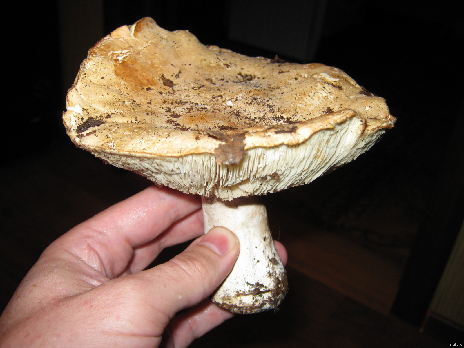 Edible or not? - Mushrooms, Esculent, Toadstool, Poisonous mushrooms, Question, Mushroom pickers