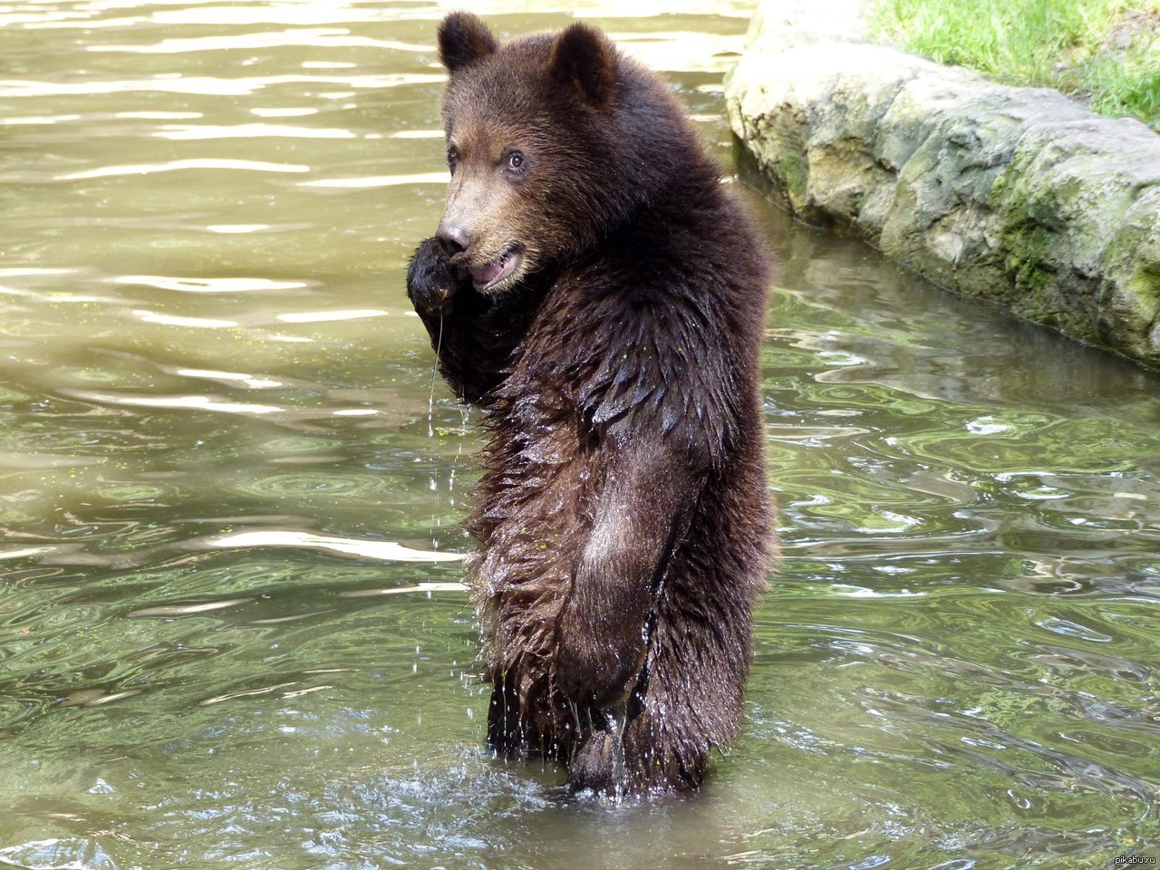 Забавные медведи. Смешной медведь. Бурый медведь смешной. Медведь фото. Медвежонок прикольный.