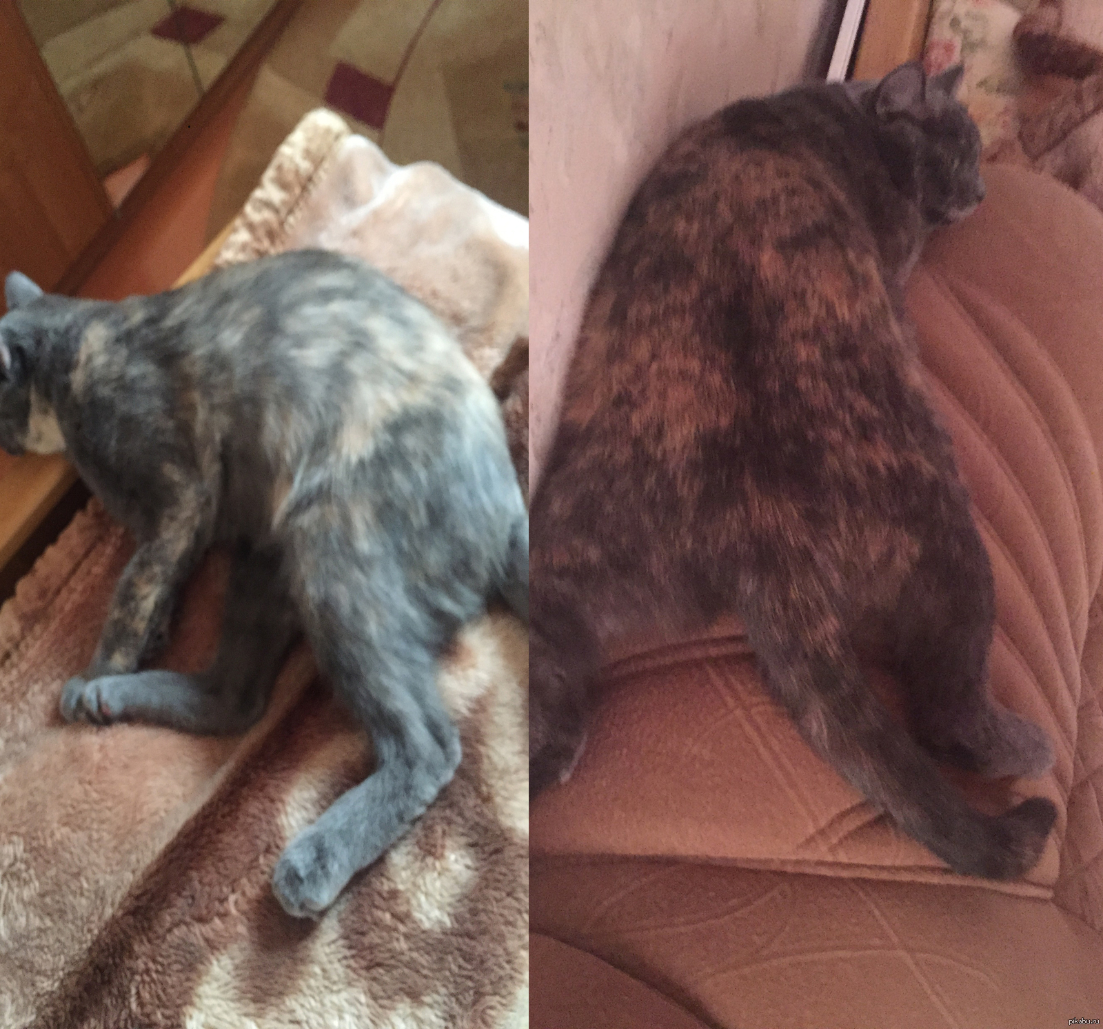 a couple of new poses from my Lisa! - My, cat, Friday