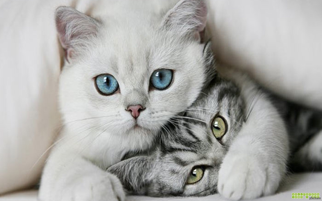 Обожаю кошек. Красивые котята. Красивые котики. Котята любовь. Милые котики.