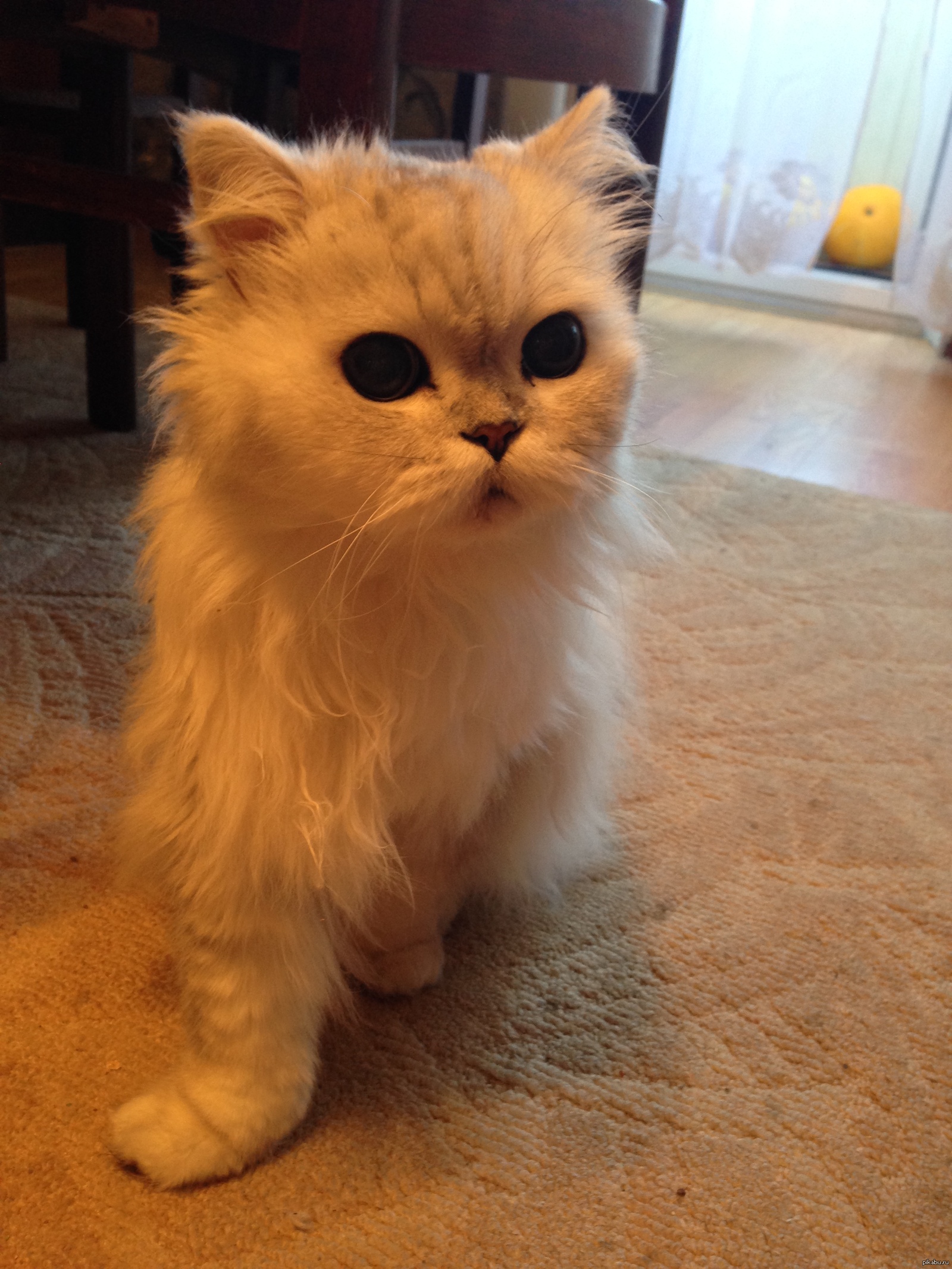 Глазки-бусинки | Пикабу