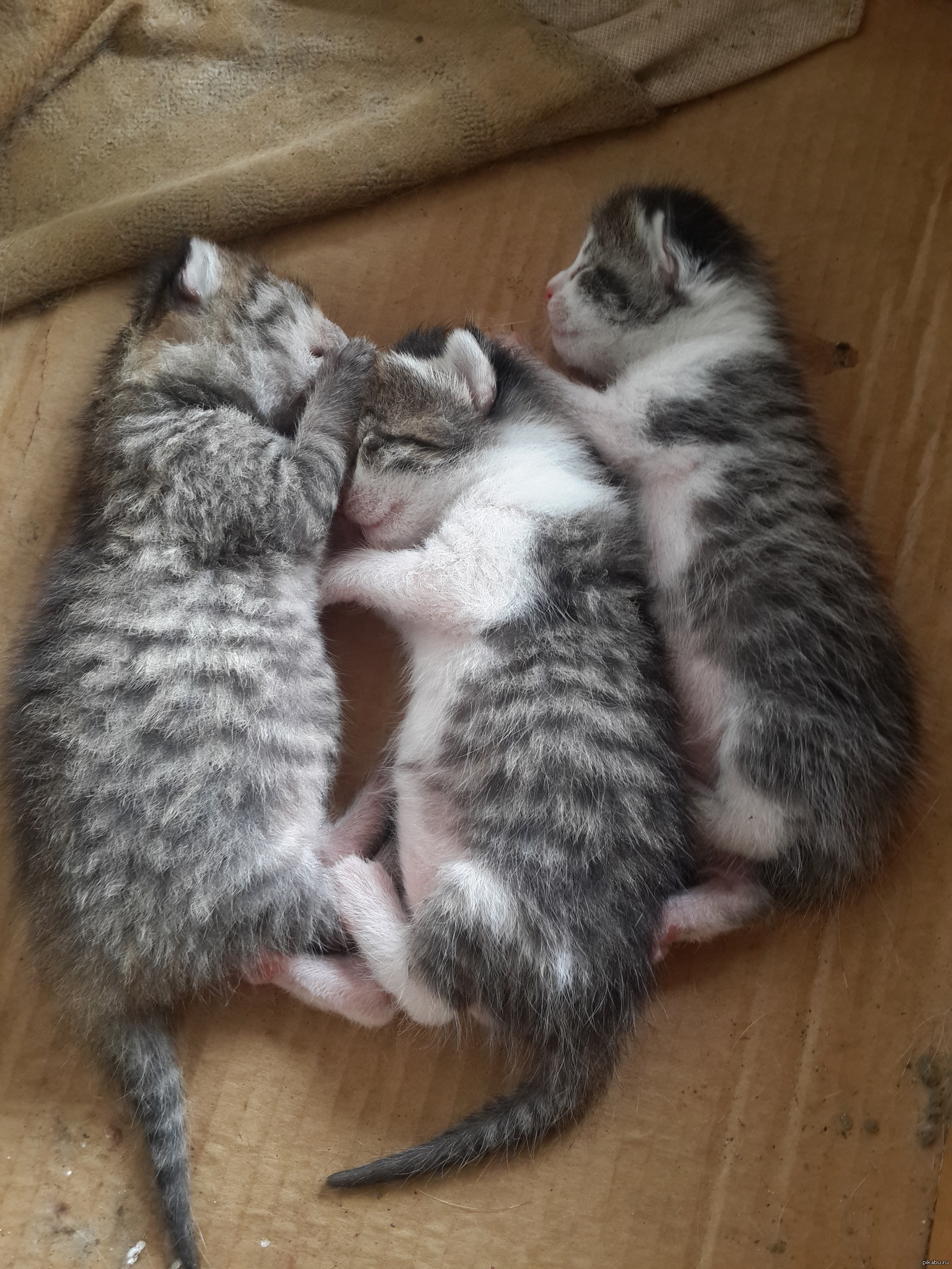 Котята | Пикабу