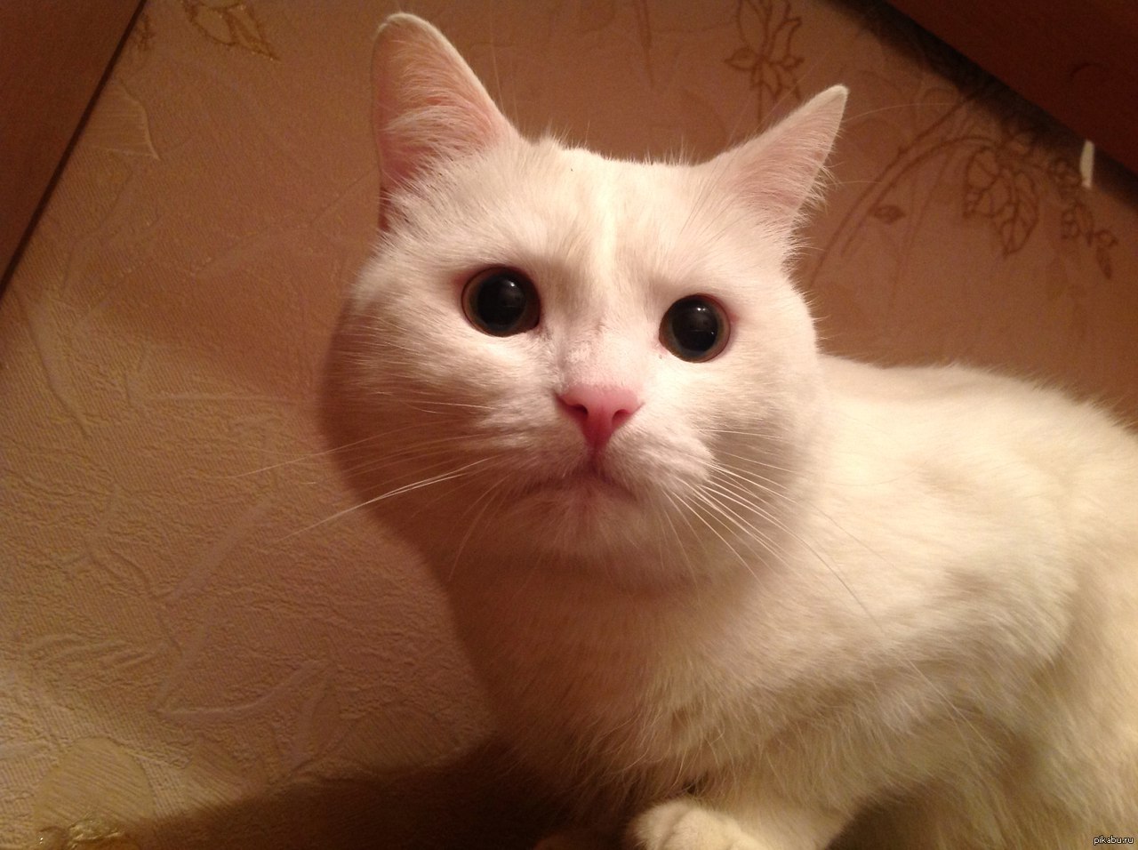 Просто милый котик^_^ | Пикабу