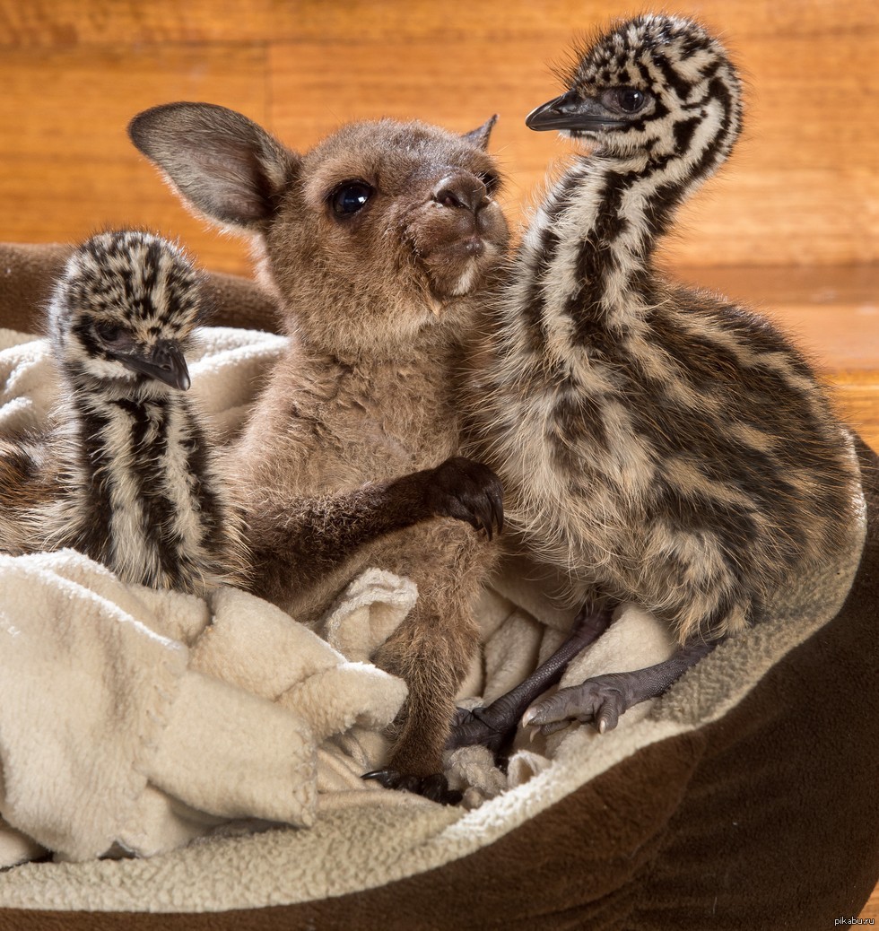 Детеныши картинки. Детеныши животных. Необычная Дружба животных. Милые экзотические животные. Животные Австралии.