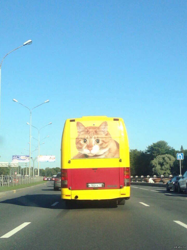 3 кота автобус. Кот автобус. Котик в автобусе. Коты на микроавтобусе.