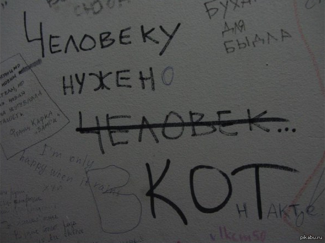 Человеку нужен кот