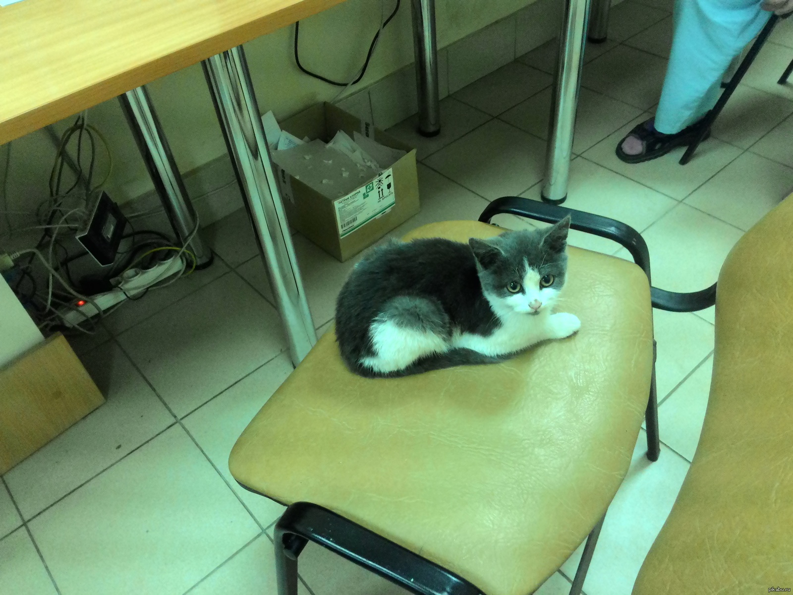 кот у ветеринара. коте больница. кошечка в больнице врач. коте больница. животные в стационаре.