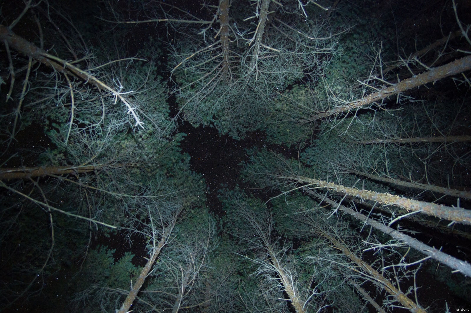 Под растрепанными дубами земля была усыпана темно. Усыпана земля желтыми листьями. Могучий дуб. Оборвать тютину. Лимузенский лес дуб.