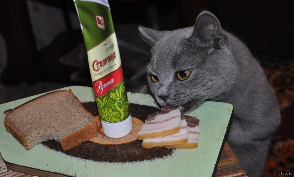Можно котам хлеб. Котик с едой. Кот с колбасой. Кот бутерброд. Еда для кошек.