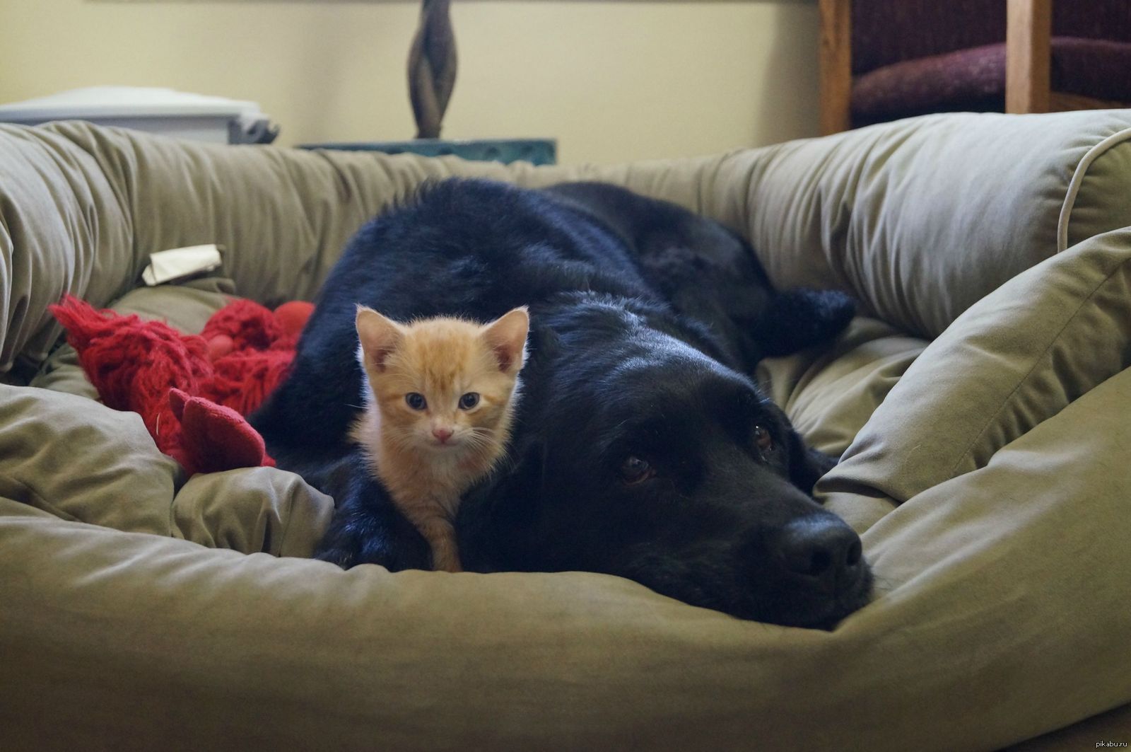 Кот в собаках 2. Домашние любимцы. Собаки для дома. Рыжий кот и черный пес. Домашние питомцы кот.