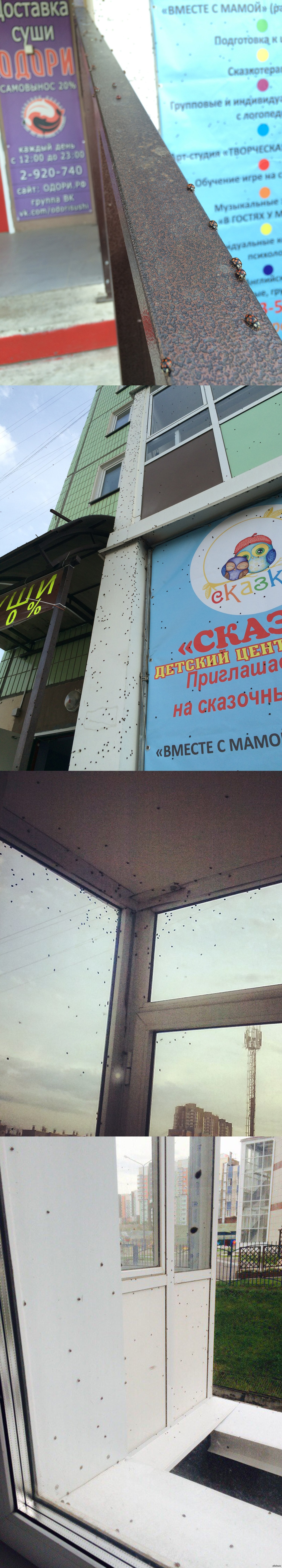 Meanwhile, in Krasnoyarsk, the invasion of ladybugs. - Krasnoyarsk, ladybug, Xs, Close windows, Possibly to the cold, Longpost