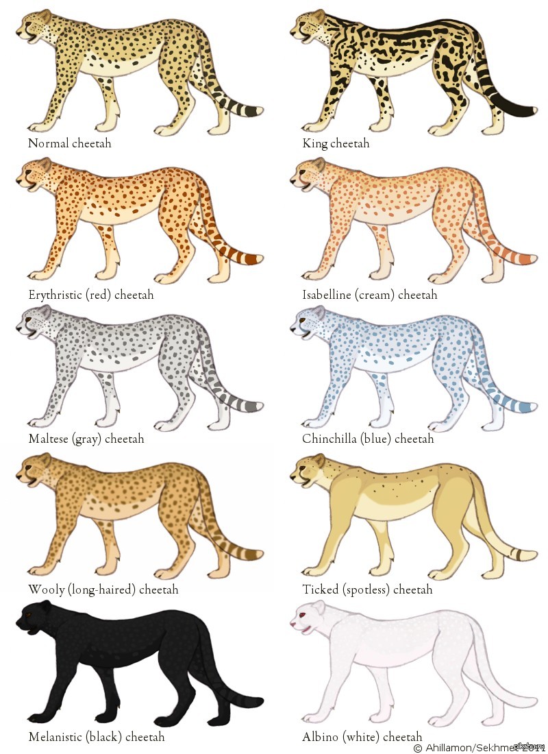 Какую длину имеют животные. Окрас леопарда и гепарда и ягуара. Тигр леопард гепард Ягуар. Окрас гепарда и леопарда. Ягуар леопард семейство.