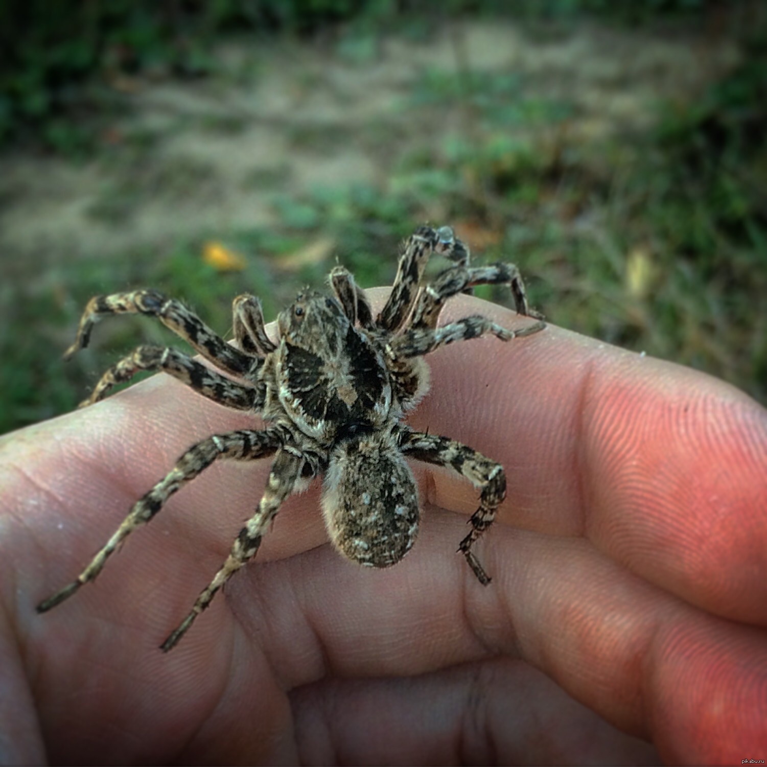 Ядовитые пауки в новосибирской области фото и описание