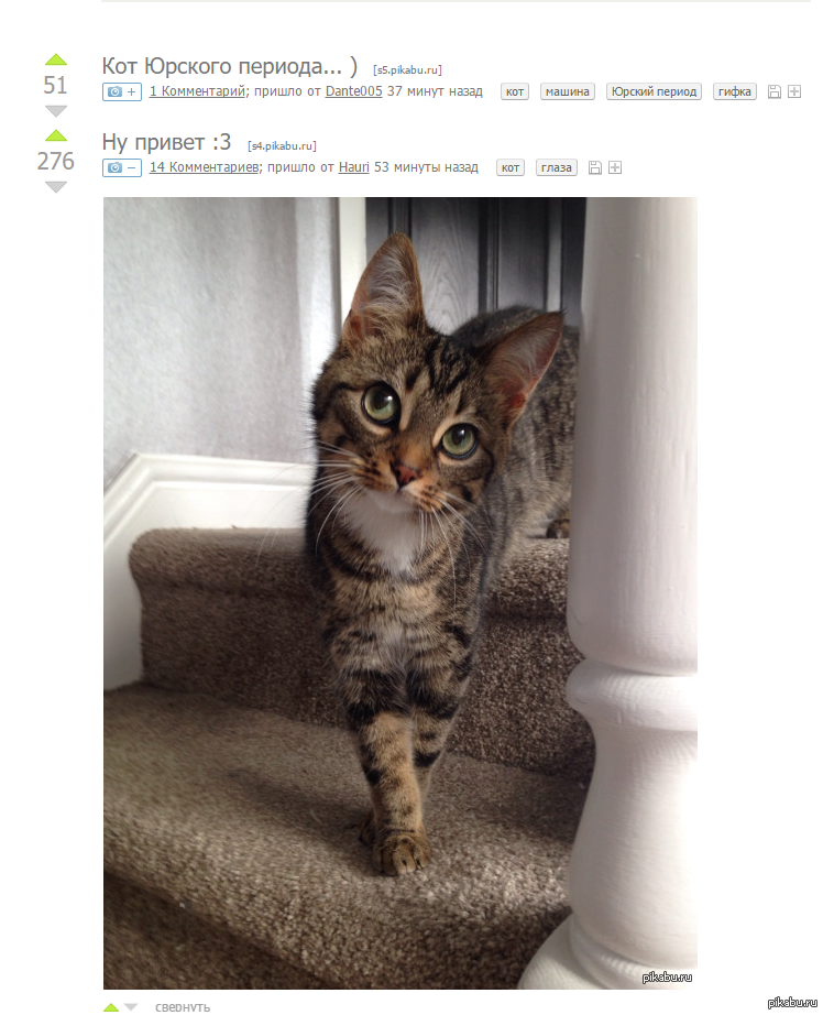 кошка в горошек порода. котик на солнышке. норвежская кошка. кошка получилось. кошки.