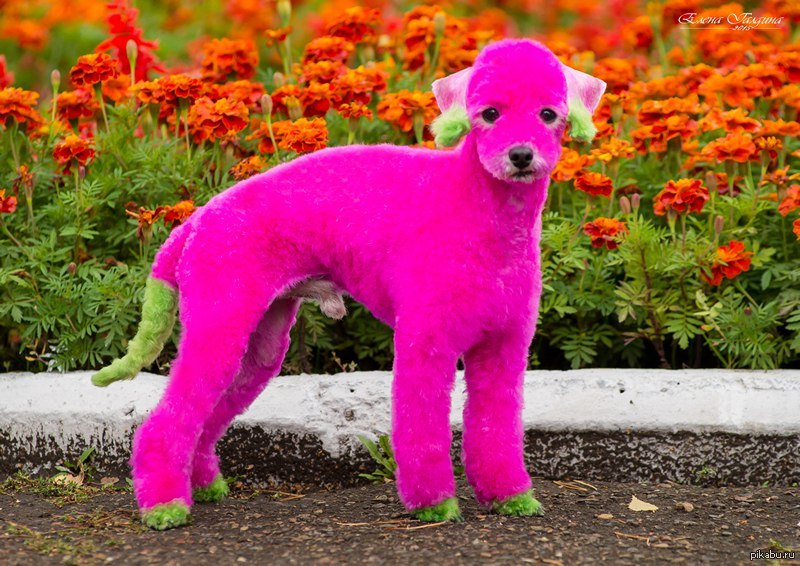 Про розовых собак. Розовая собака. Розовый пудель порода. Розовый щенок. Собачка розового цвета.