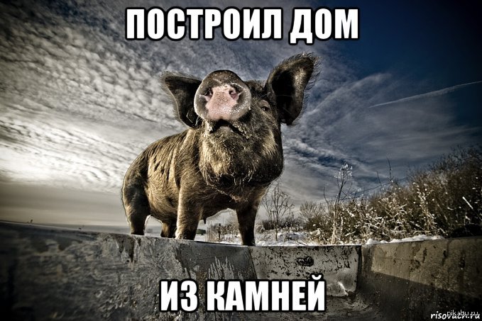 Гордость | Пикабу