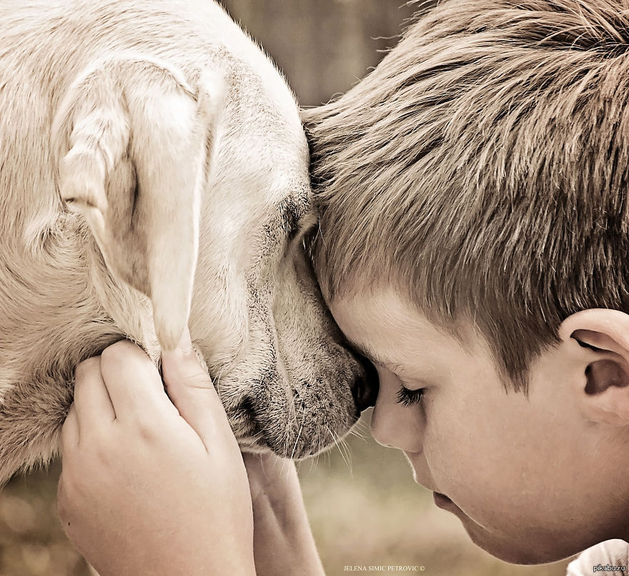 Доброта картинки. "Собака и мальчик" ева Ибботсон. Любовь к животным. Мальчик с собакой. Люди и животные.