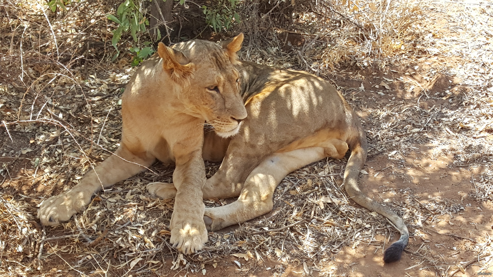 I heard they love cats here - My, a lion, Photo, Kenya, Samburu Park