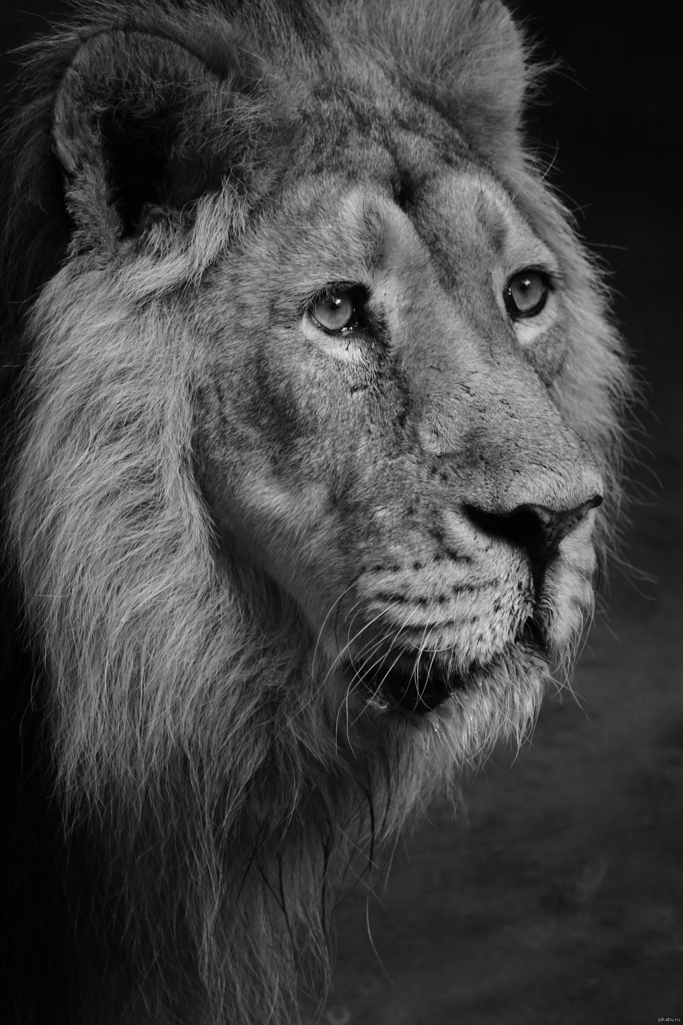 The King. | Пикабу