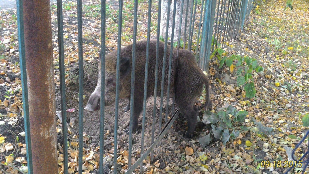 Вчера у нас возле школы в заборе застрял КАБАН)) | Пикабу