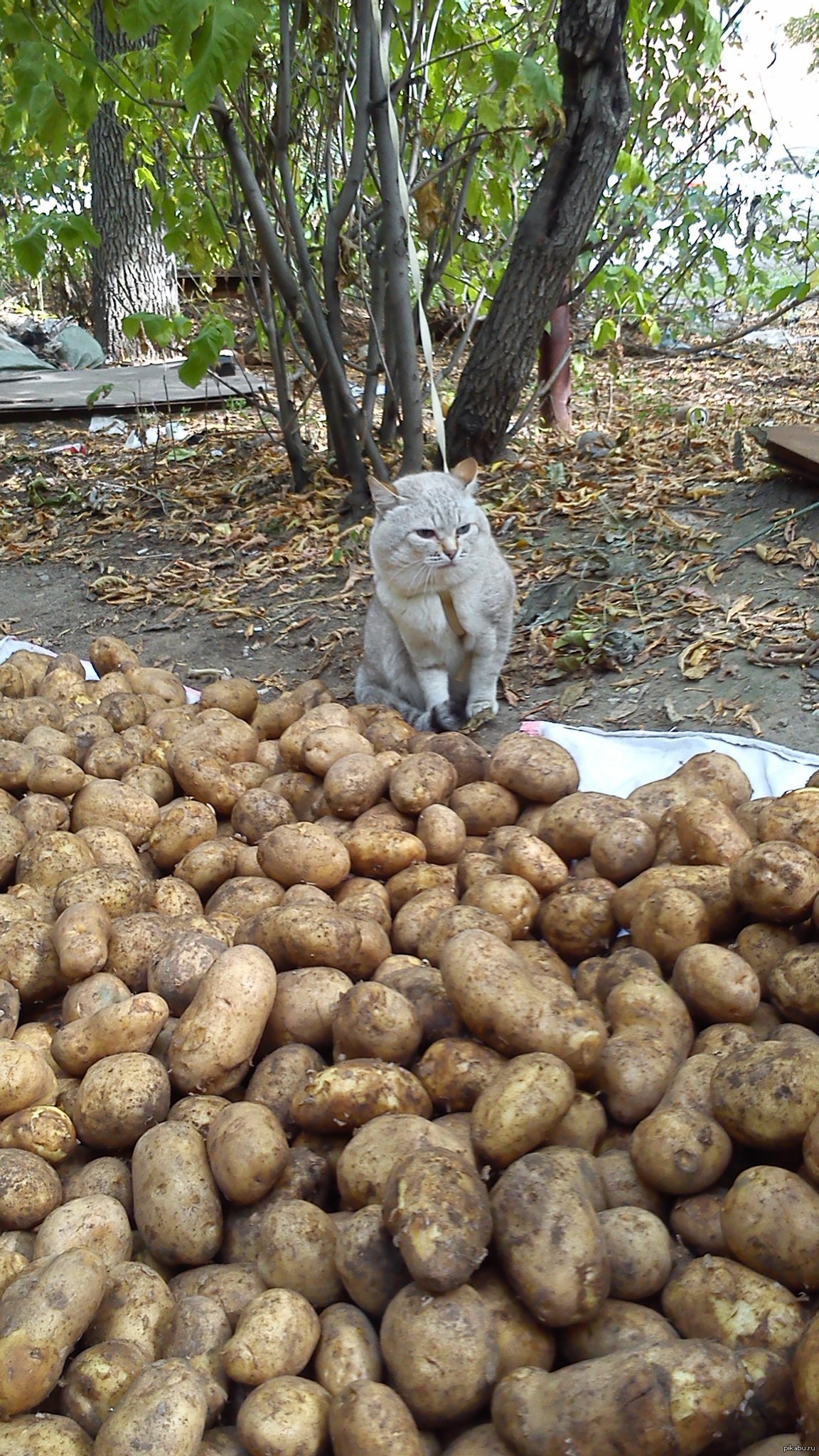 Котам можно картошку. Картошка. Картофельный кот. Котенок картошка.
