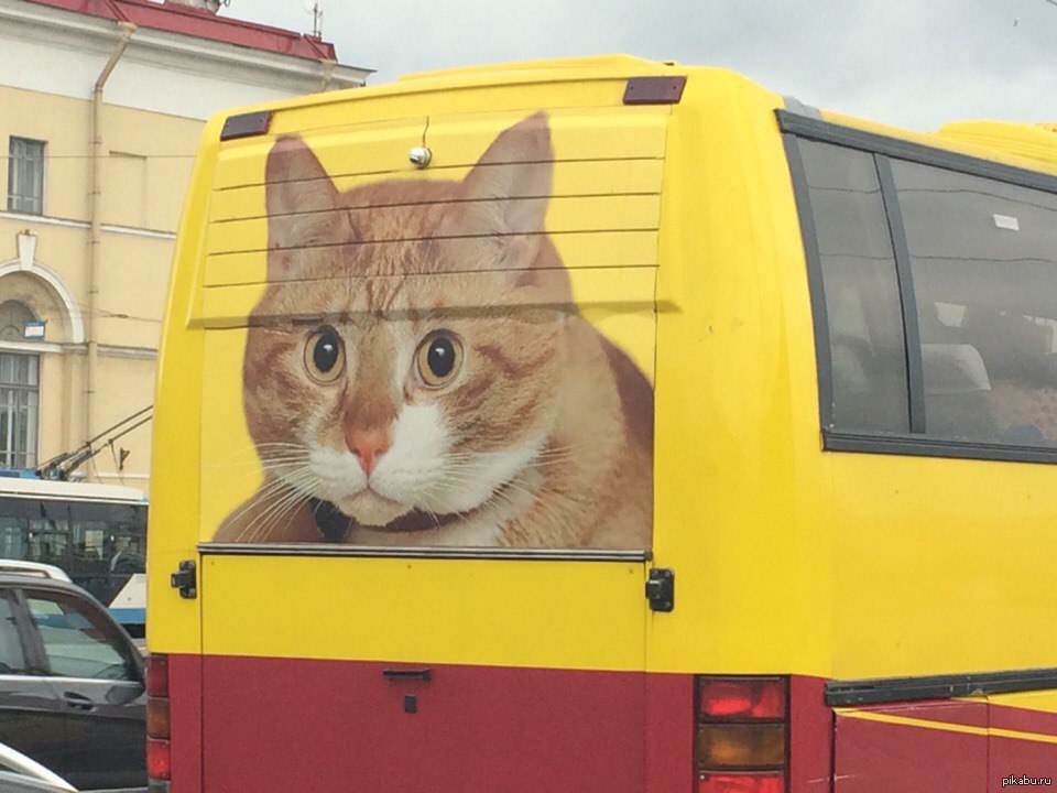 Котобус | Пикабу