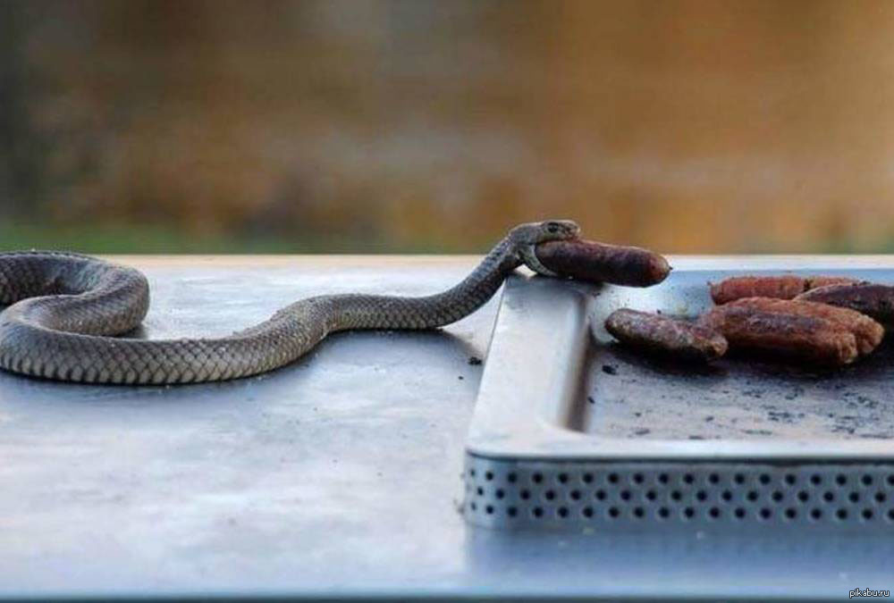 Почему боятся змей. Змеи Австралии.
