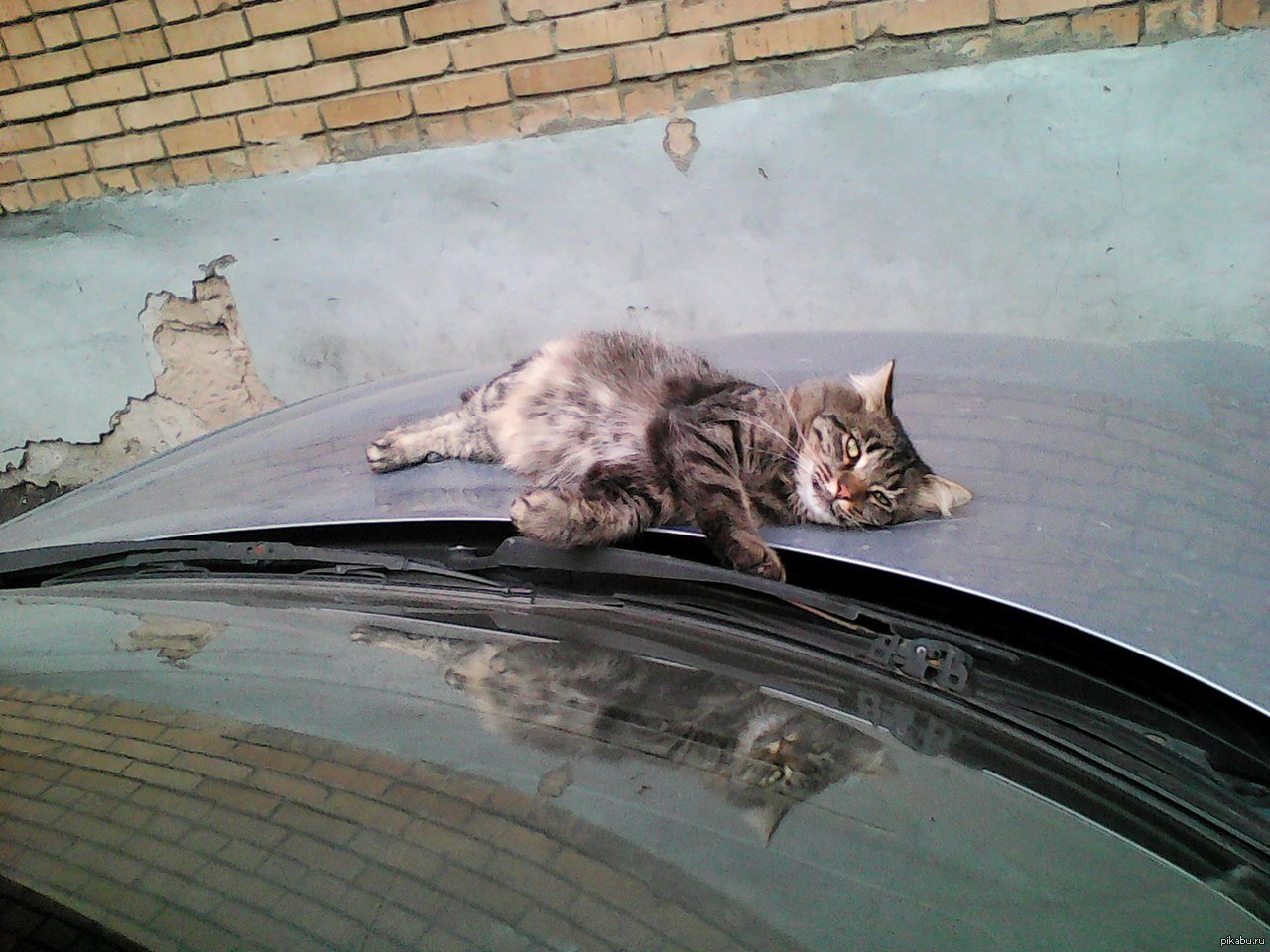 Кошка под капот. Кот на капоте. Коты на капоте. Кошка на капоте машины. Кот на лобовое стекло.