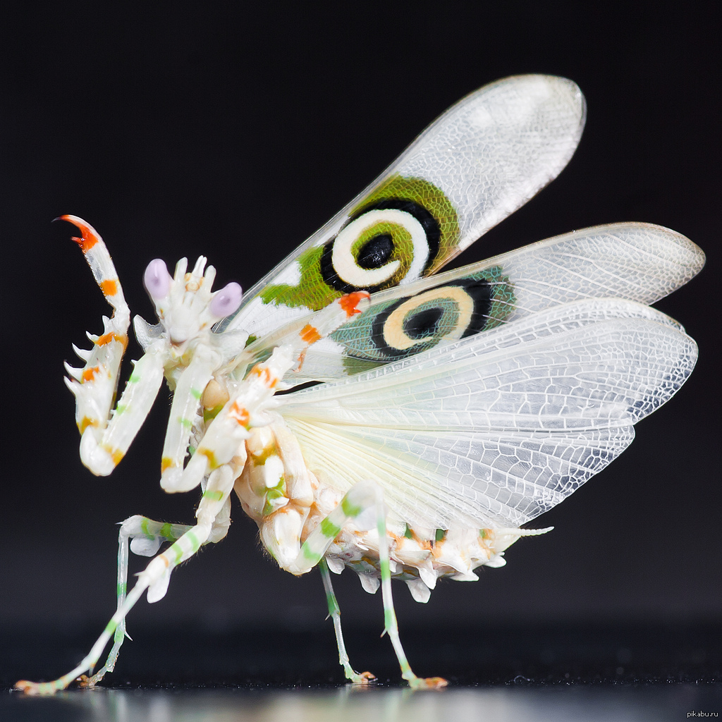 Богомол бабочка. Богомол Pseudocreobotra wahlbergii. Богомол Мантис(бабочка). Малазийский орхидейный богомол. Богомол Creobroter meleagris.