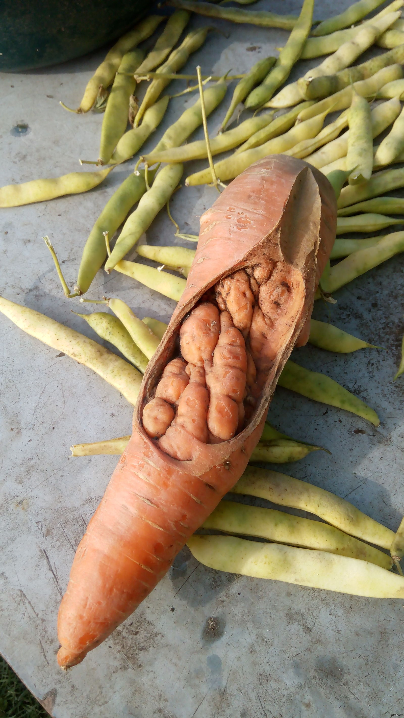 беременная и морковный сок. полезные свойства моркови для беременных. пищевая ценность моркови на 100 грамм. морковь витамины. можно ли беременным морковь.