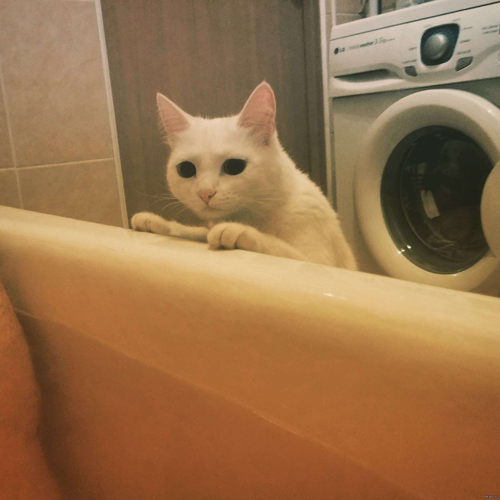 Котик в ванне. Котик в ванной. Кот в ванне. Катик в ванной. Кот с хозяином в ванне.