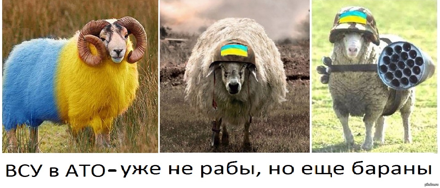 Шагают бараны бьют барабаны. Хохол баран. Хохлы козлы. Украинцы бараны. Украинский баран.