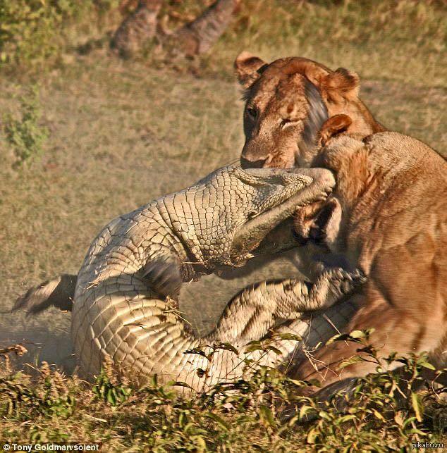 Бои дикий животный. Нильский крокодил против Льва. Лев против крокодила схватка. Бои животных. Животные дерутся.