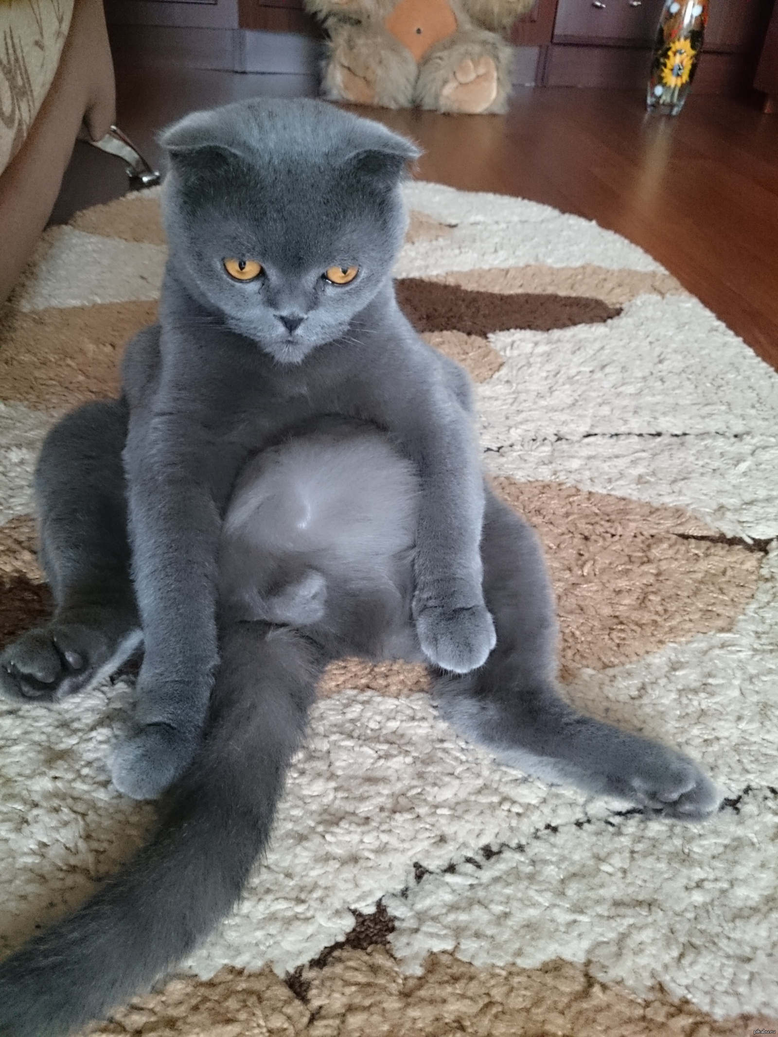 Котик кастротик. | Пикабу