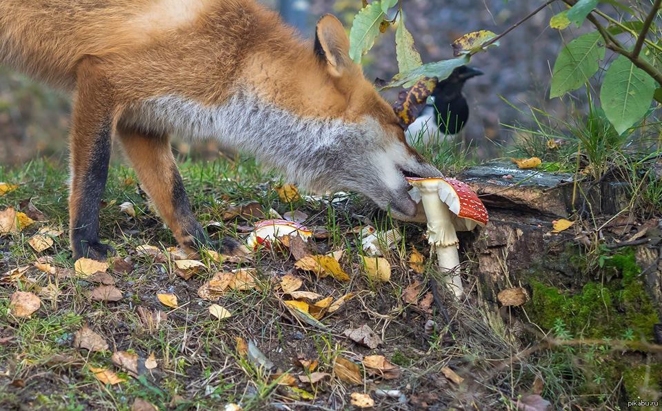 Dog Pecker Mushroom Pictures