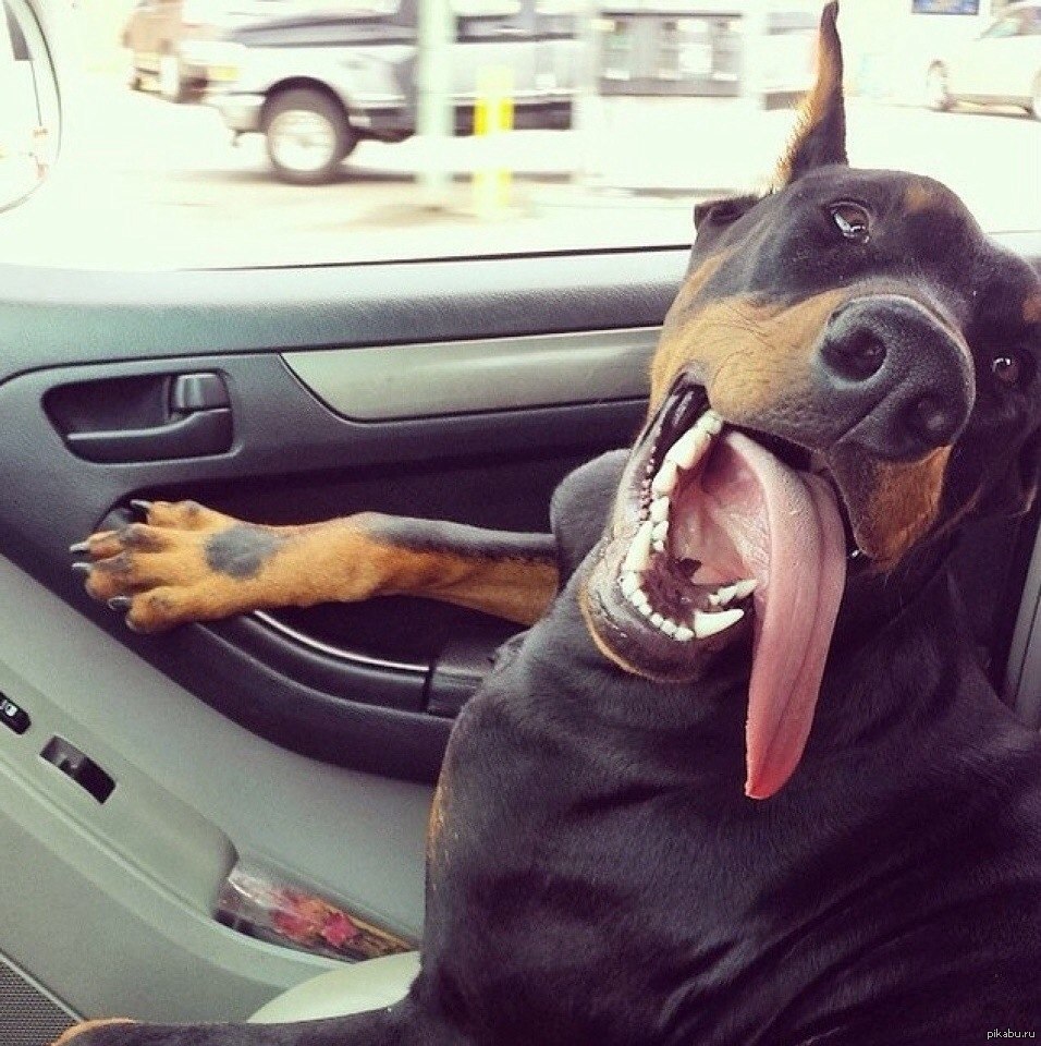 Собака в крутой машине